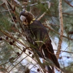 Calyptorhynchus lathami (Glossy Black-Cockatoo) at Moruya, NSW - 6 Aug 2023 by LisaH