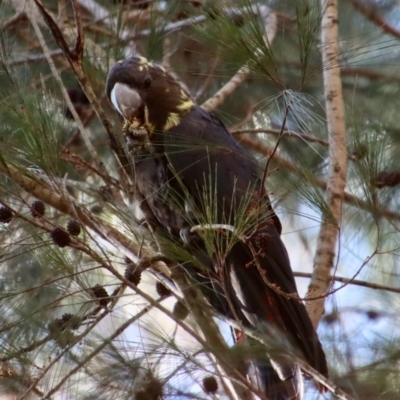 Calyptorhynchus lathami (Glossy Black-Cockatoo) at Moruya, NSW - 6 Aug 2023 by LisaH