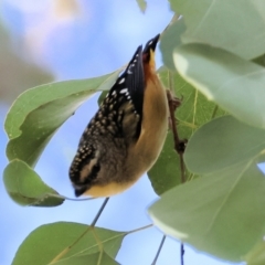 Pardalotus punctatus (Spotted Pardalote) at Chiltern, VIC - 6 Aug 2023 by KylieWaldon