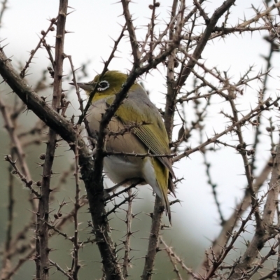 Zosterops lateralis (Silvereye) at Chiltern, VIC - 6 Aug 2023 by KylieWaldon