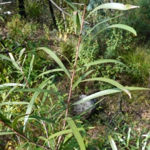 Hakea eriantha at Palerang, NSW - 17 May 2023