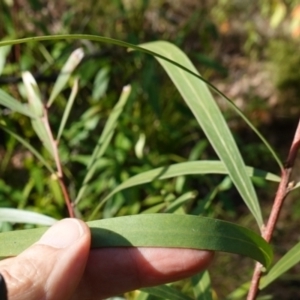 Hakea eriantha at Palerang, NSW - 17 May 2023