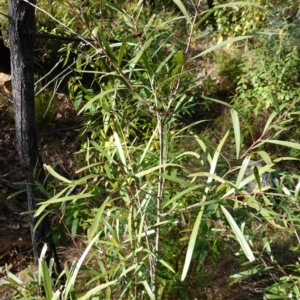 Hakea eriantha at Palerang, NSW - 17 May 2023