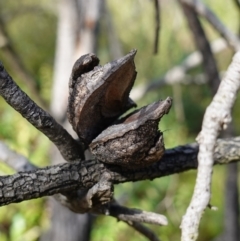 Hakea eriantha at Palerang, NSW - 17 May 2023