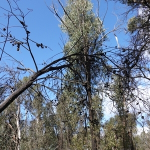 Hakea eriantha at Palerang, NSW - 17 May 2023