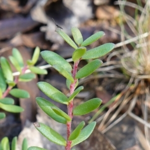 Persoonia asperula at Palerang, NSW - 17 May 2023