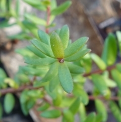 Persoonia asperula at Palerang, NSW - 17 May 2023