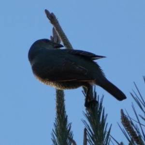 Ptilonorhynchus violaceus at Molonglo Valley, ACT - 23 Jul 2023