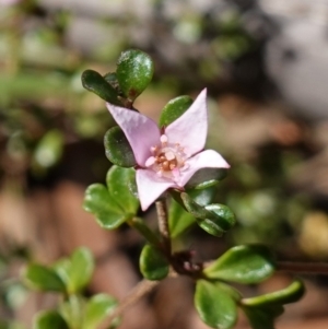 Boronia algida at Palerang, NSW - 17 May 2023