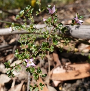 Boronia algida at Palerang, NSW - suppressed