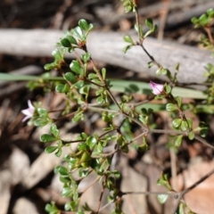 Boronia algida at Palerang, NSW - suppressed