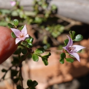 Boronia algida at Palerang, NSW - 17 May 2023