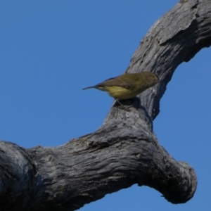 Smicrornis brevirostris at Googong, NSW - 6 Aug 2023