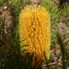 Banksia spinulosa (Hairpin Banksia) at Palerang, NSW - 17 May 2023 by RobG1