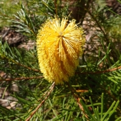 Banksia spinulosa at Palerang, NSW - 17 May 2023 12:18 PM