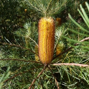 Banksia spinulosa at Palerang, NSW - 17 May 2023 12:18 PM