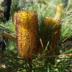 Banksia spinulosa at Palerang, NSW - 17 May 2023 12:18 PM