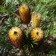 Banksia spinulosa at Palerang, NSW - 17 May 2023 12:18 PM