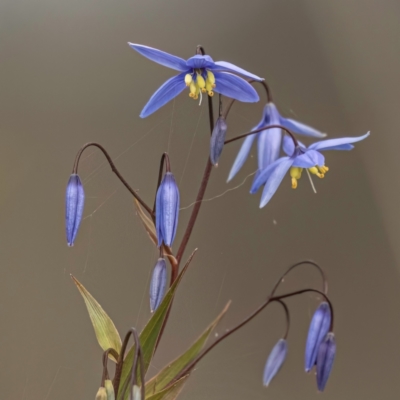 Stypandra glauca (Nodding Blue Lily) at Majura, ACT - 6 Aug 2023 by Untidy