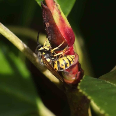 Vespula germanica (German Yellowjacket Wasp (also known as European Wasp)) at Turner, ACT - 8 Apr 2023 by ConBoekel