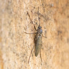 Boreoides subulatus (Wingless Soldier Fly) at Haig Park - 8 Apr 2023 by ConBoekel