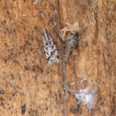 Scoparia oxygona (A Pyralid moth) at Sullivans Creek, Turner - 8 Apr 2023 by ConBoekel