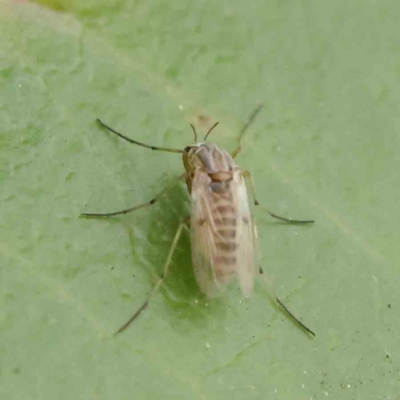 Chironomidae (family) (Non-biting Midge) at Turner, ACT - 8 Apr 2023 by ConBoekel