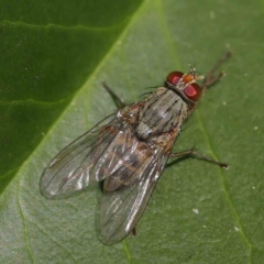 Muscidae (family) (Unidentified muscid fly) at Haig Park - 8 Apr 2023 by ConBoekel