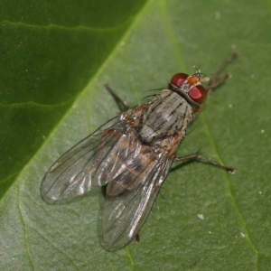 Muscidae (family) at Turner, ACT - 8 Apr 2023