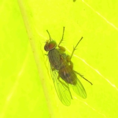 Muscidae (family) (Unidentified muscid fly) at Sullivans Creek, Turner - 8 Apr 2023 by ConBoekel