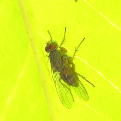 Muscidae (family) (Unidentified muscid fly) at Sullivans Creek, Turner - 8 Apr 2023 by ConBoekel