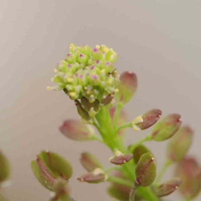 Lepidium africanum (Common Peppercress) at Turner, ACT - 8 Apr 2023 by ConBoekel