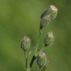 Erigeron bonariensis (Flaxleaf Fleabane) at Sullivans Creek, Turner - 8 Apr 2023 by ConBoekel