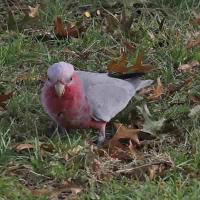 Eolophus roseicapilla (Galah) at Sullivans Creek, Turner - 8 Apr 2023 by ConBoekel