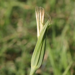 Tragopogon sp. (A Goatsbeard) at Turner, ACT - 8 Apr 2023 by ConBoekel