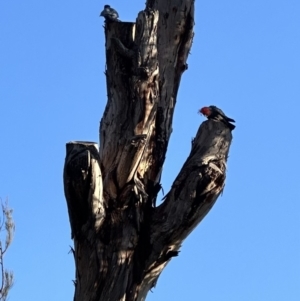 Callocephalon fimbriatum at Aranda, ACT - suppressed