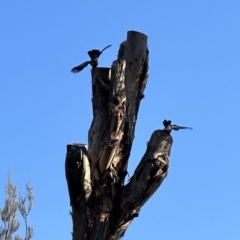 Callocephalon fimbriatum at Aranda, ACT - suppressed