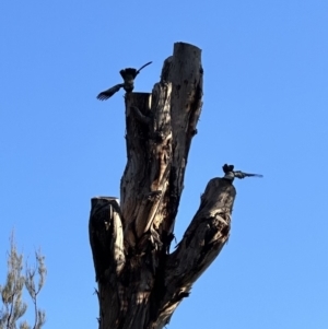 Callocephalon fimbriatum at Aranda, ACT - suppressed