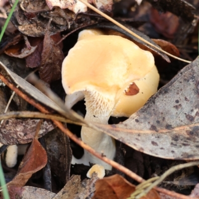 Unidentified Cap on a stem; gills below cap [mushrooms or mushroom-like] at Yackandandah, VIC - 5 Aug 2023 by KylieWaldon