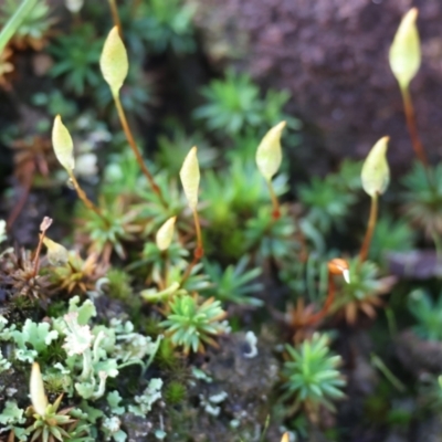 Unidentified Moss, Liverwort or Hornwort at Yackandandah, VIC - 5 Aug 2023 by KylieWaldon