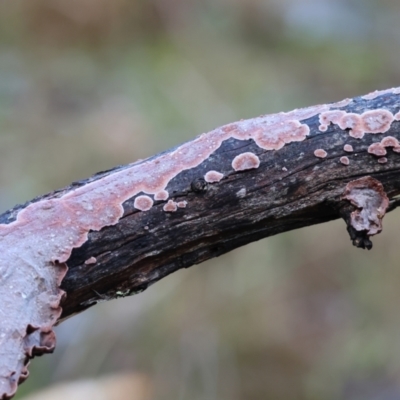 Stereum illudens at Yackandandah, VIC - 5 Aug 2023 by KylieWaldon