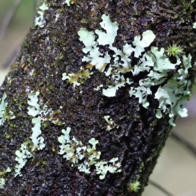 Unidentified Lichen, Moss or other Bryophyte at Yackandandah, VIC - 5 Aug 2023 by KylieWaldon