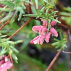 Grevillea (genus) (Grevillea) at Yackandandah, VIC - 5 Aug 2023 by KylieWaldon