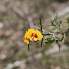 Dillwynia sieberi (Sieber's Parrot Pea) at Carwoola, NSW - 2 Aug 2023 by Csteele4