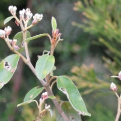 Pomaderris (genus) at Yackandandah, VIC - 5 Aug 2023 by KylieWaldon