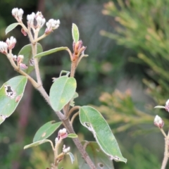 Pomaderris intermedia at Yackandandah, VIC - 5 Aug 2023 by KylieWaldon