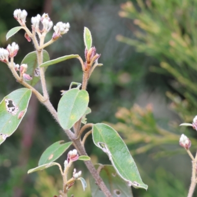 Pomaderris (genus) at Yackandandah, VIC - 5 Aug 2023 by KylieWaldon