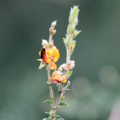 Pultenaea sp. at Yackandandah, VIC - 5 Aug 2023 by KylieWaldon