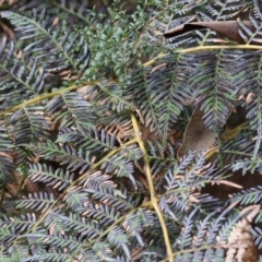 Pteridium esculentum (Bracken) at Yackandandah, VIC - 5 Aug 2023 by KylieWaldon