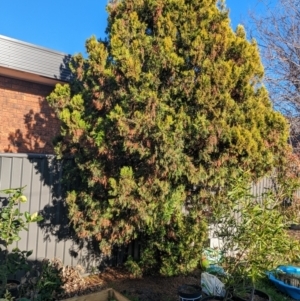 Cupressus sempervirens at suppressed - suppressed